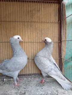 Mukhi,mokhi,mokhe fancy pigeon/kabootar