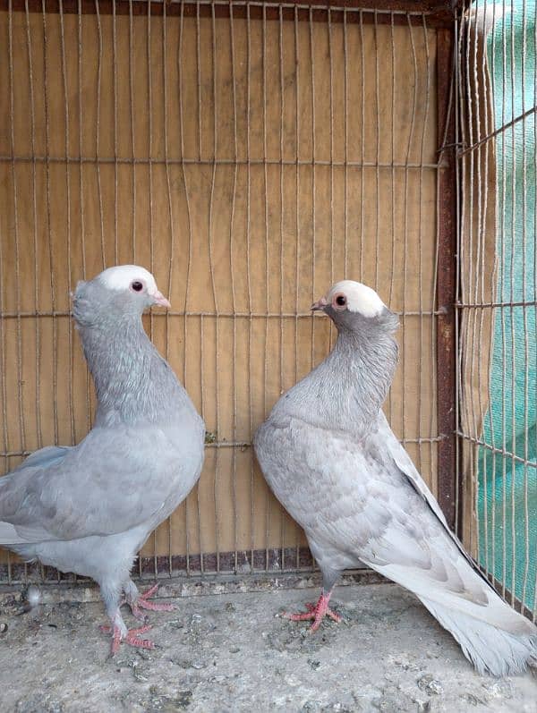 Mukhi,mokhi,mokhe fancy pigeon/kabootar 0