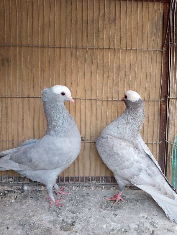 Mukhi,mokhi,mokhe fancy pigeon/kabootar 1