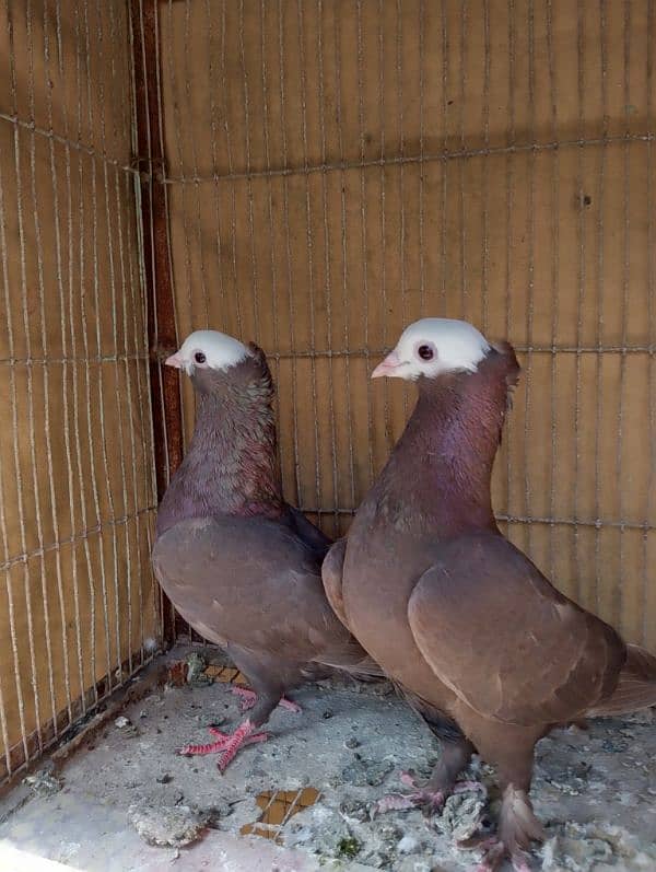 Mukhi,mokhi,mokhe fancy pigeon/kabootar 2