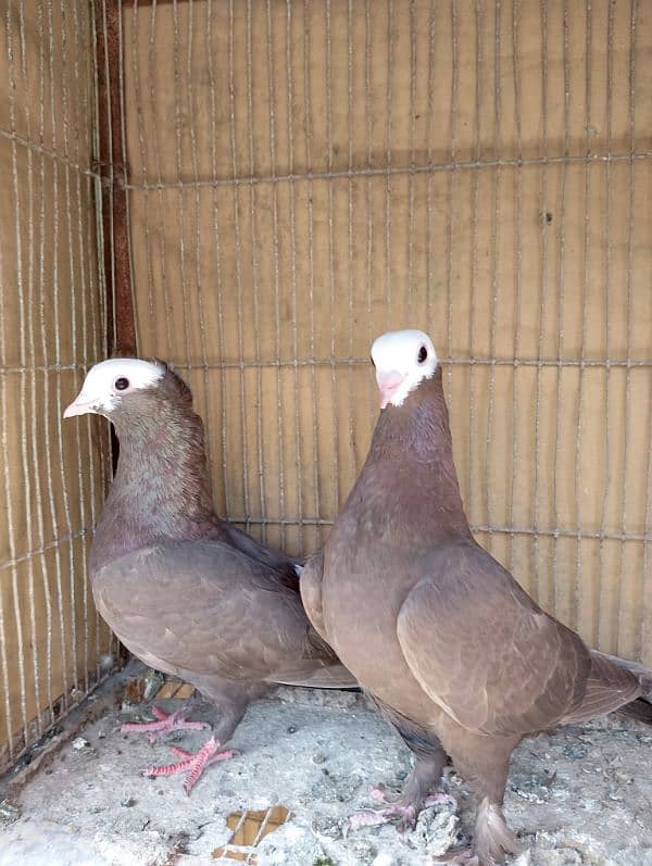 Mukhi,mokhi,mokhe fancy pigeon/kabootar 3