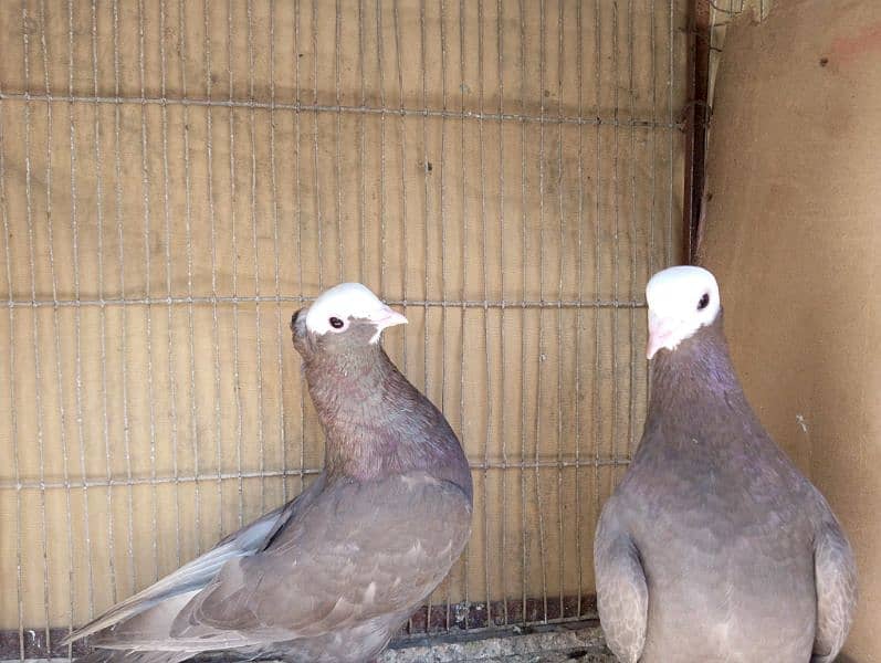 Mukhi,mokhi,mokhe fancy pigeon/kabootar 4