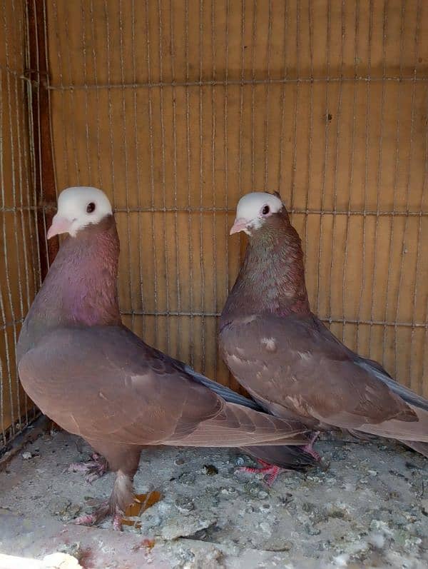 Mukhi,mokhi,mokhe fancy pigeon/kabootar 5