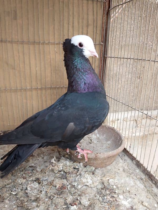 Mukhi,mokhi,mokhe fancy pigeon/kabootar 6