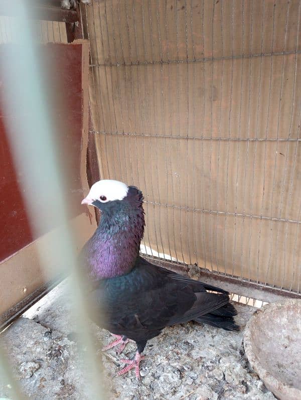 Mukhi,mokhi,mokhe fancy pigeon/kabootar 7