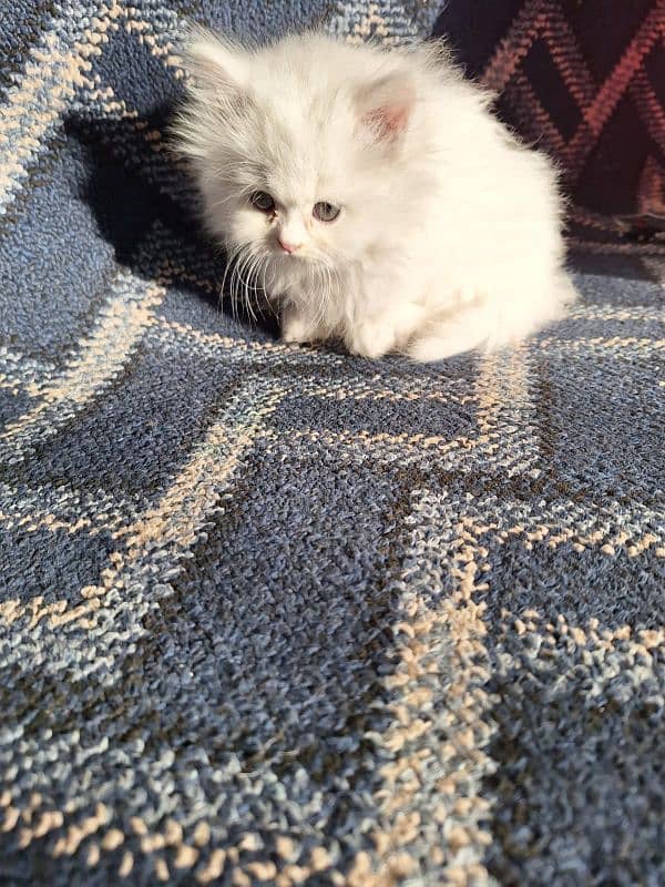 persian cat 0