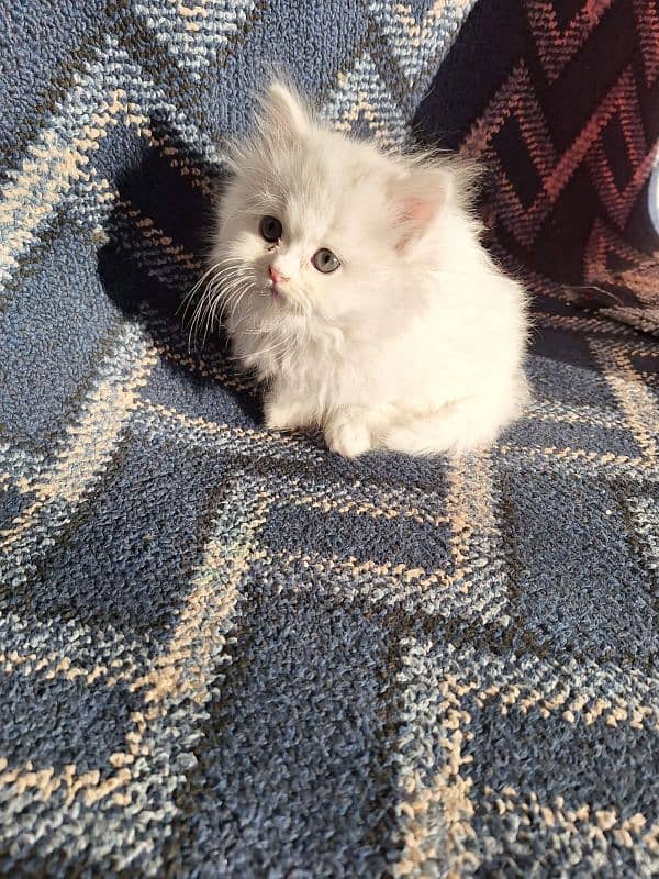 persian cat 1