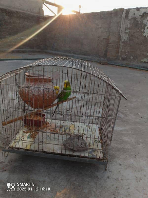 Australian parrots with cage 0