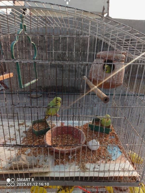 Australian parrots with cage 1