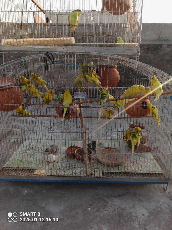 Australian parrots with cage 3