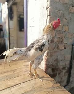 sindhi assel chicks for sale