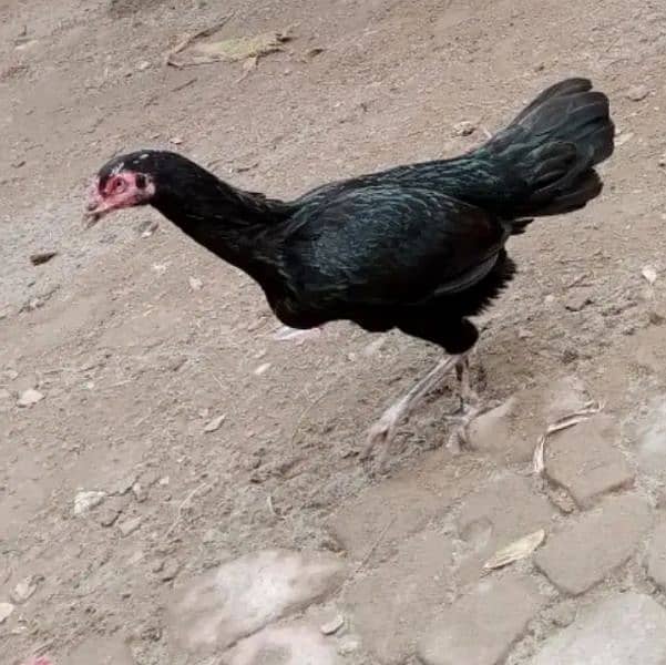 sindhi assel chicks for sale 1