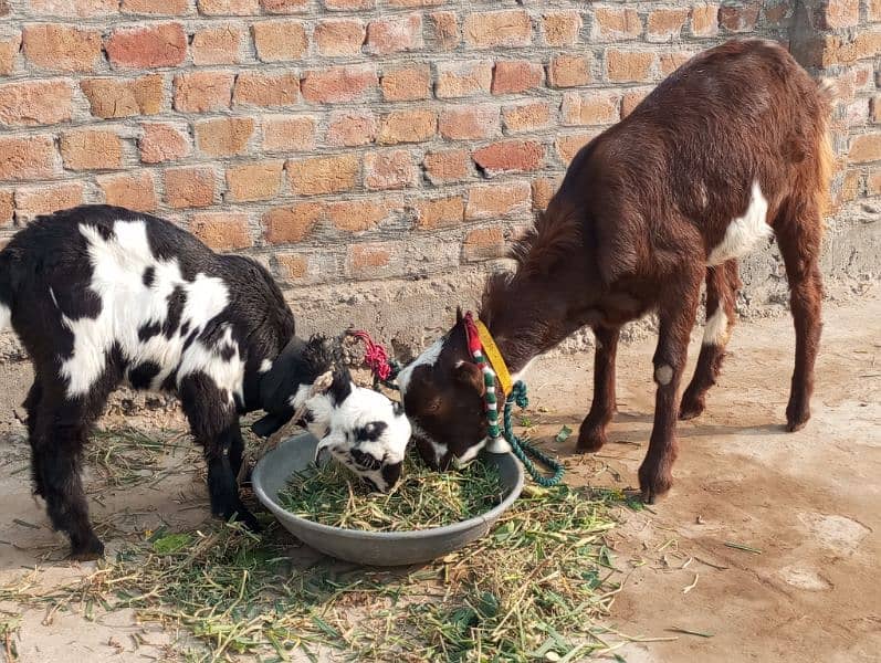 tedi bakri sath Bakra 0