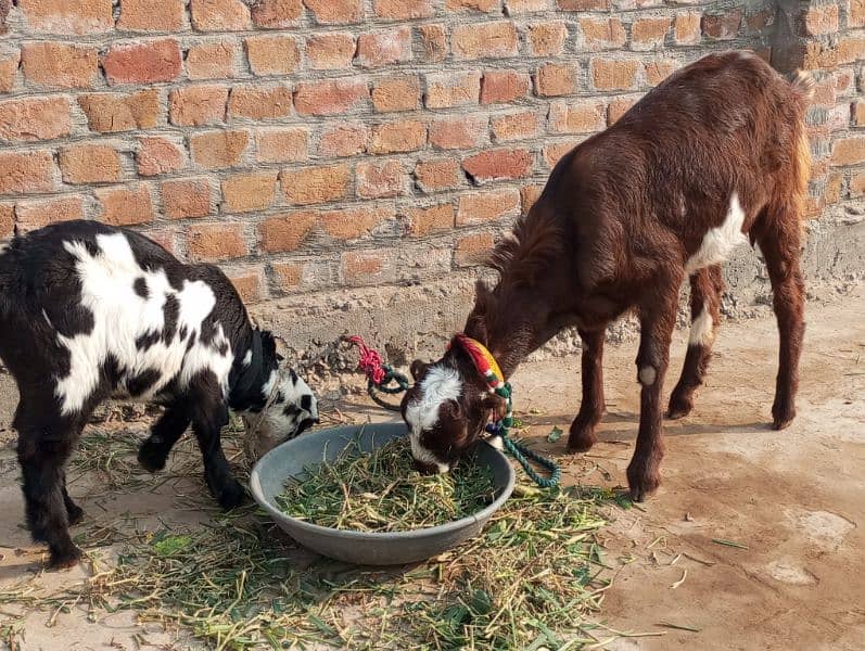 tedi bakri sath Bakra 1