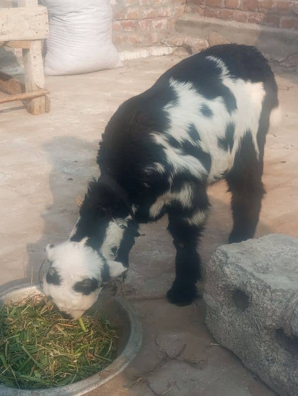 tedi bakri sath Bakra 2