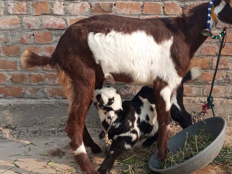 tedi bakri sath Bakra 3