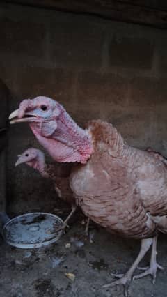 Turkey li8 brown Male