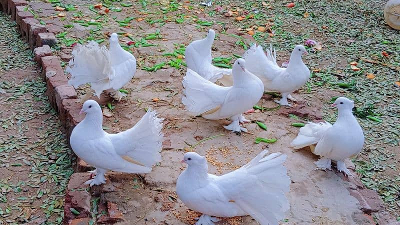 indian and amarican crossing pigeon 0