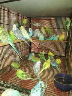 Australain birds pairs for sale