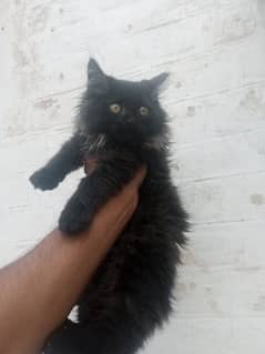 Persian trip cot female kitten