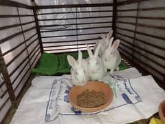 White Red Eyes Breeder Rabbits for SALE