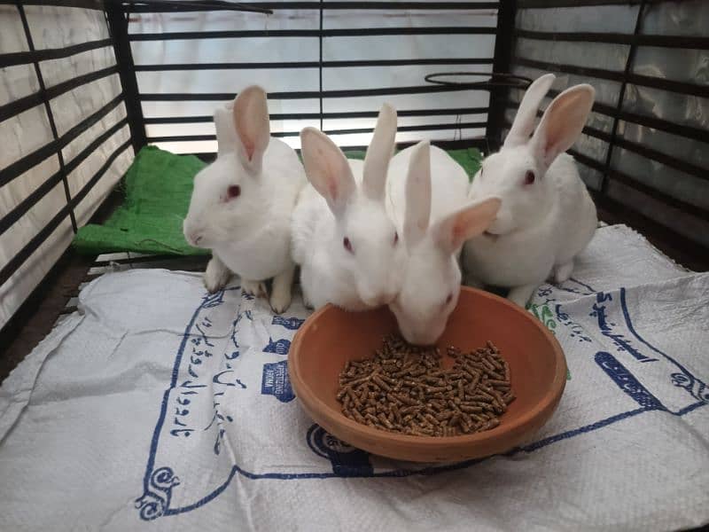 White Red Eyes Breeder Rabbits for SALE 1