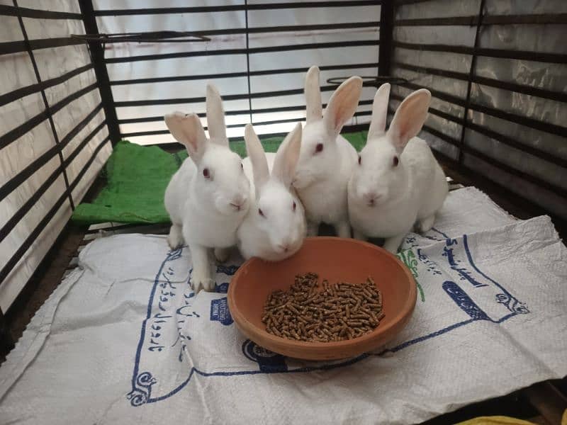 White Red Eyes Breeder Rabbits for SALE 2