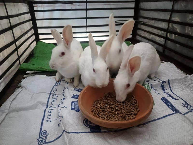 White Red Eyes Breeder Rabbits for SALE 3