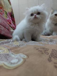 Persian near to piki kitten for sale