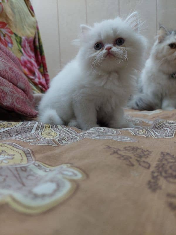 Persian near to piki kitten for sale 0