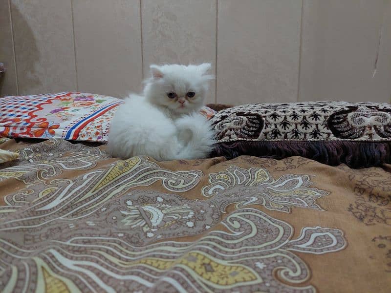 Persian near to piki kitten for sale 1