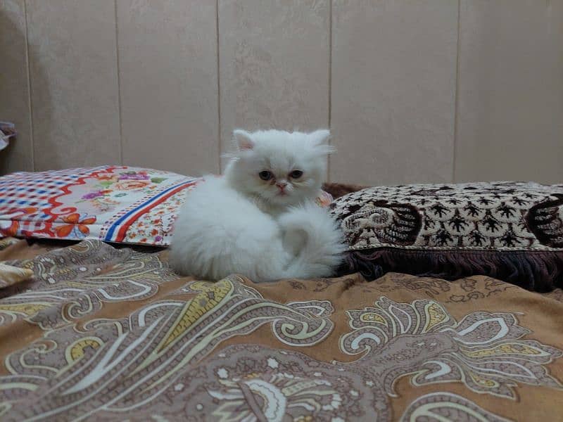 Persian near to piki kitten for sale 2