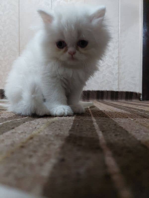 Persian near to piki kitten for sale 3