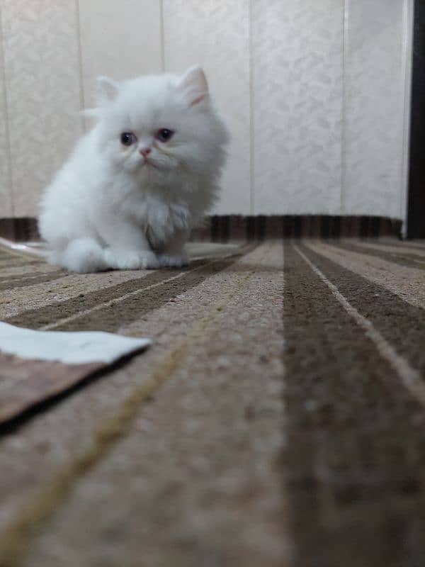 Persian near to piki kitten for sale 4