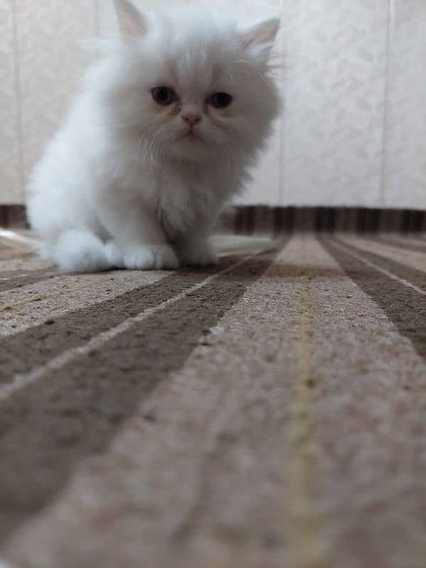 Persian near to piki kitten for sale 5