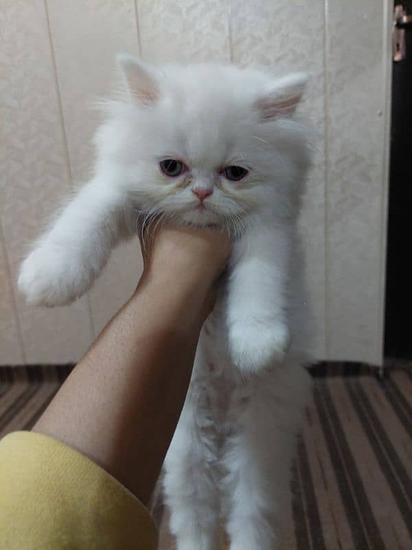 Persian near to piki kitten for sale 6