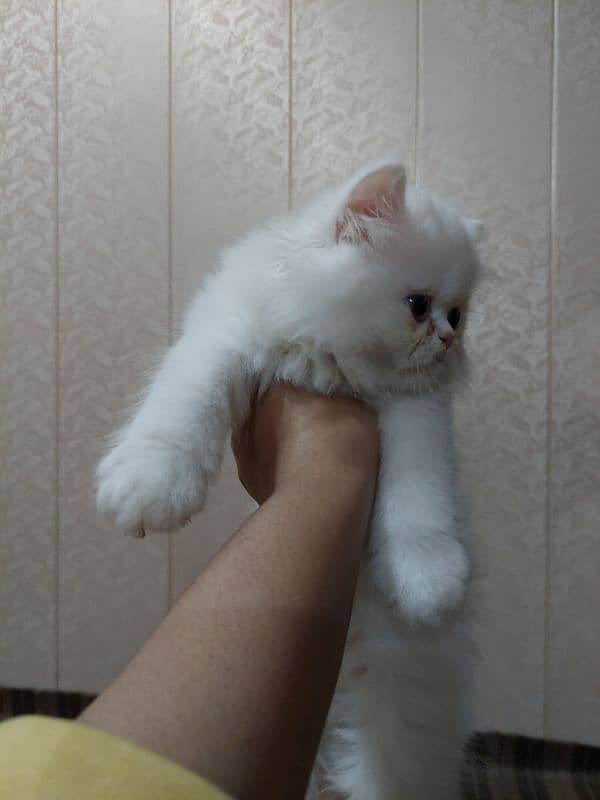 Persian near to piki kitten for sale 7