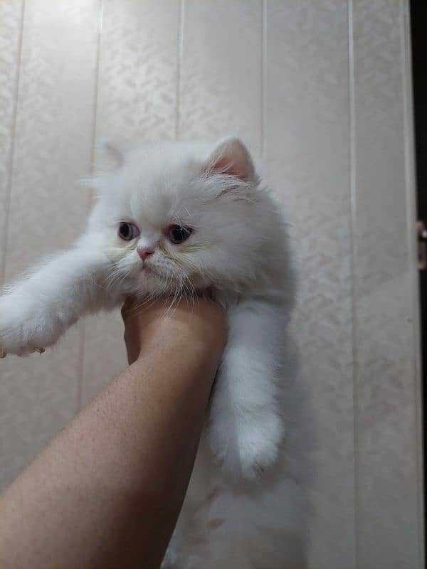 Persian near to piki kitten for sale 8