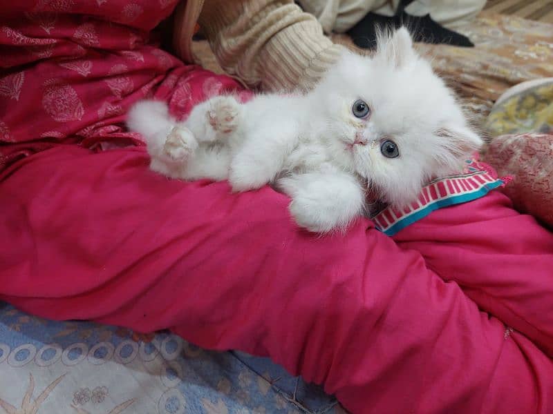 Persian near to piki kitten for sale 9