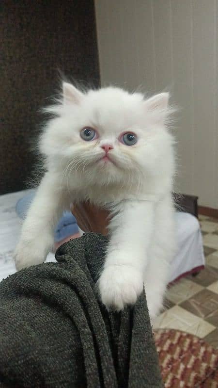 Persian near to piki kitten for sale 10