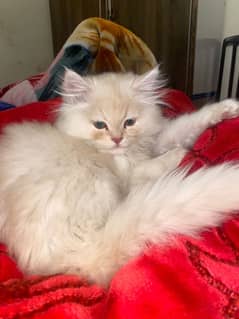 triple coated persion cat 5 month old