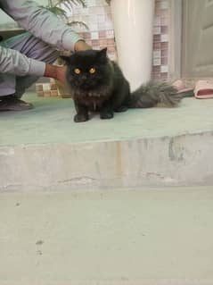 Black cat with yellow eyes