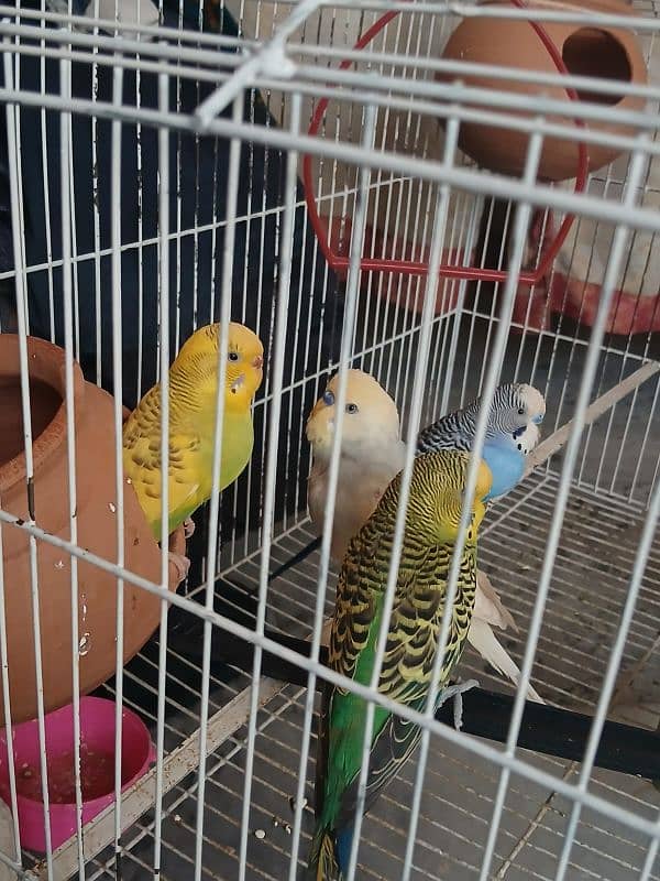 Australian Budgies 0