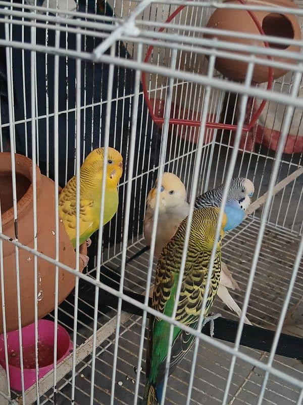 Australian Budgies 3