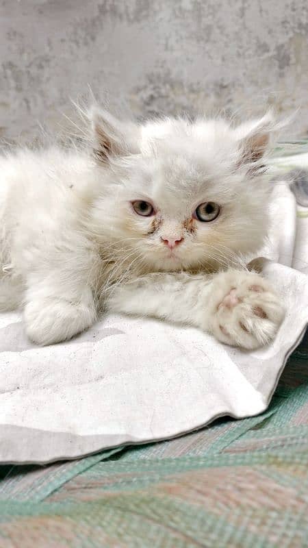 Pure persian white Male kitten 0