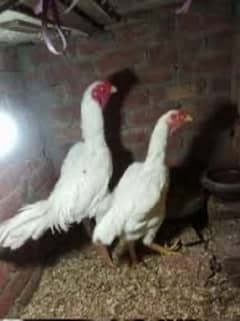 Pure Imported Shamoo Aseel Breeder guaranteed egg laying pair ailable