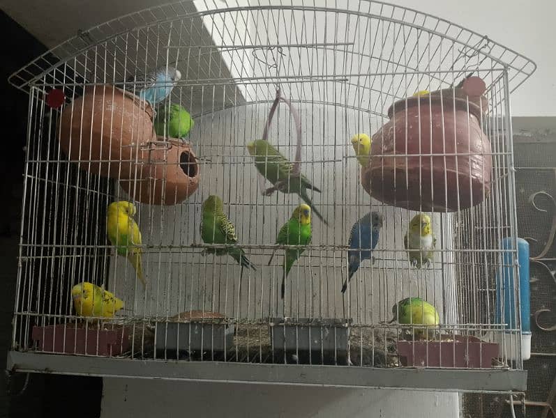 Australian parrots. . . . . 2