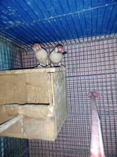 fawn java breedar pair  3 pair hy breedar  9000 se akm nahi hy pair