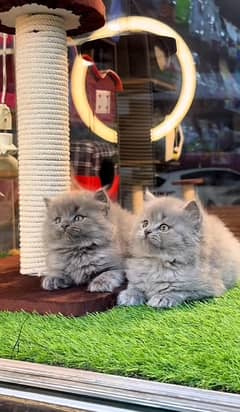 persian kittens