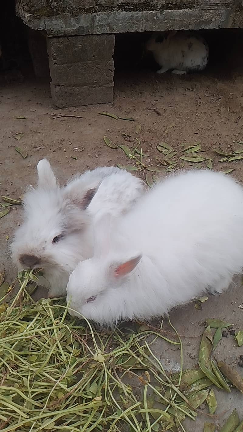 Rabbits for sale 0